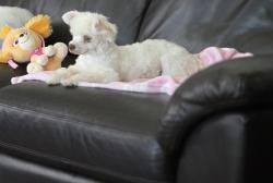 Lost Female Dog last seen Hunt Ave And Missouri ave, South Gate, CA 90280