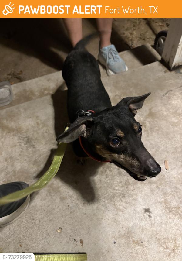 Found/Stray Male Dog last seen Sam calloway, Fort Worth, TX 76114
