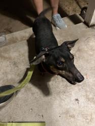Found/Stray Male Dog last seen Sam calloway, Fort Worth, TX 76114