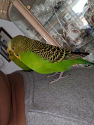 Lost Male Bird last seen Morningside and old finch ave, Toronto, ON M1X 1S6