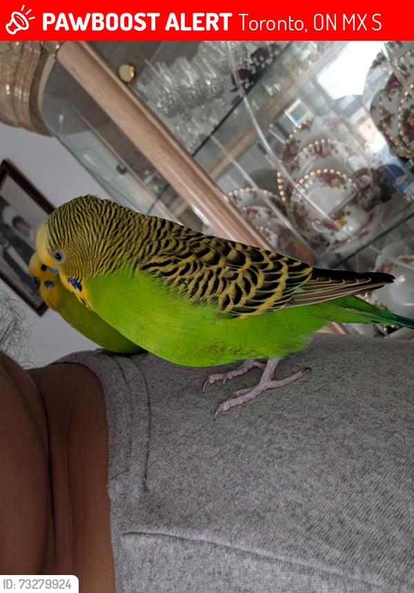 Lost Male Bird last seen Morningside and old finch ave, Toronto, ON M1X 1S6
