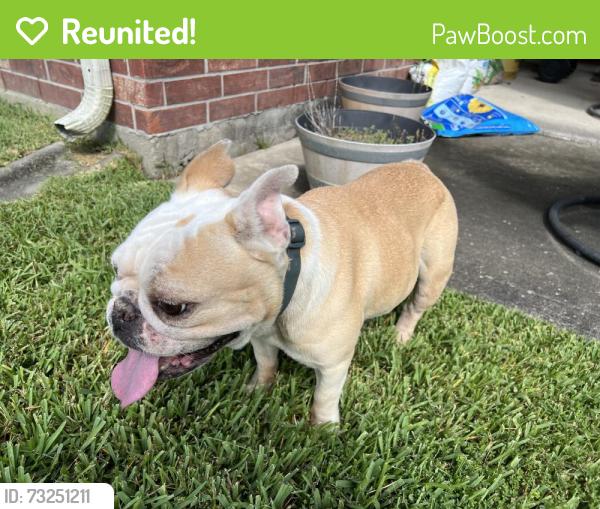 Reunited Female Dog last seen Shelbourne Bay and Dry Bank Lane, Pearland, TX 77584