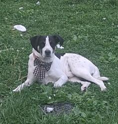 Lost Male Dog last seen 75th and caroline avenue, Indianapolis, IN 46240