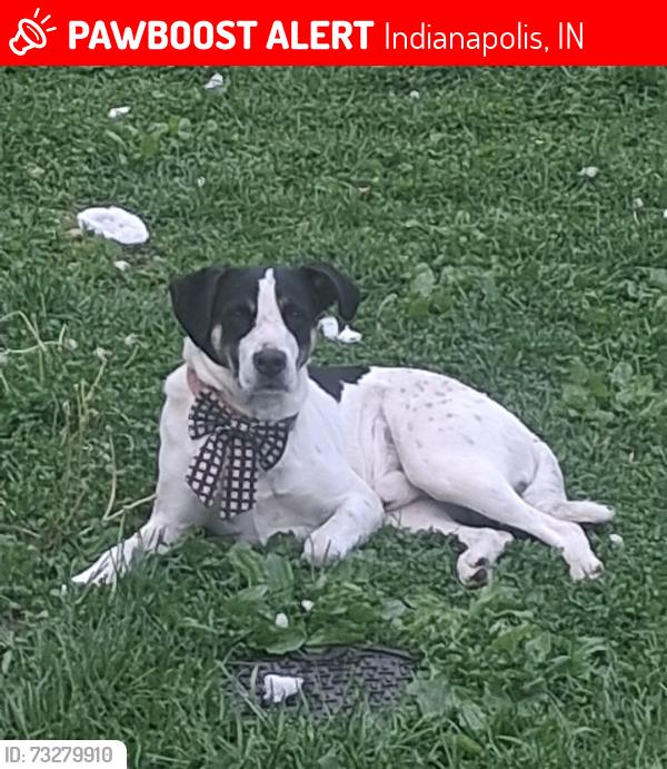 Lost Male Dog last seen 75th and caroline avenue, Indianapolis, IN 46240