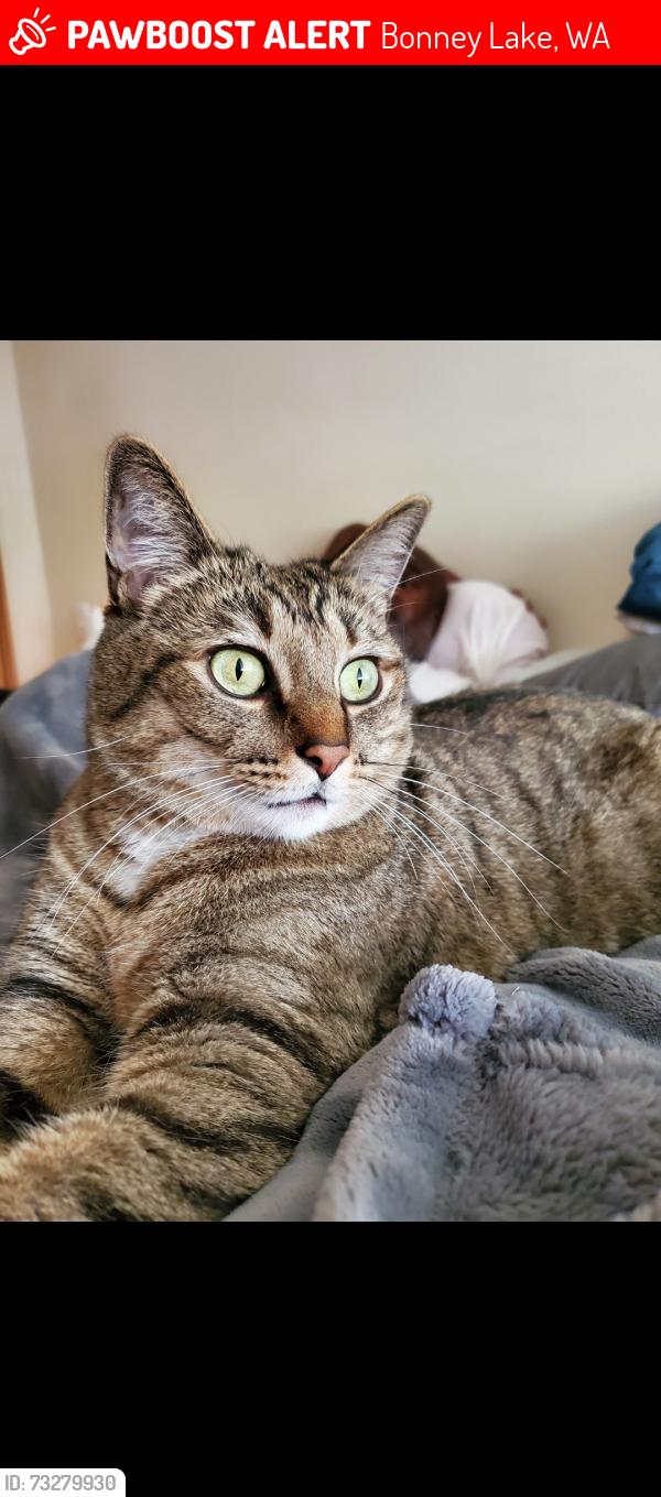 Lost Male Cat last seen Church lake dr east, Bonney Lake, WA 98391