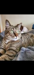 Lost Male Cat last seen Church lake dr east, Bonney Lake, WA 98391