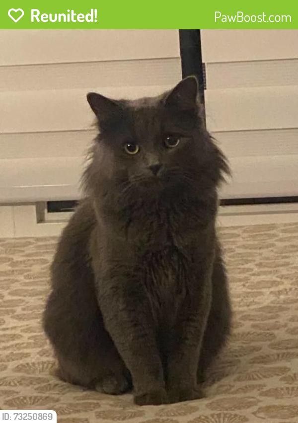 Reunited Male Cat last seen Birchmount and Chelwood, Toronto, ON M1K 2L1