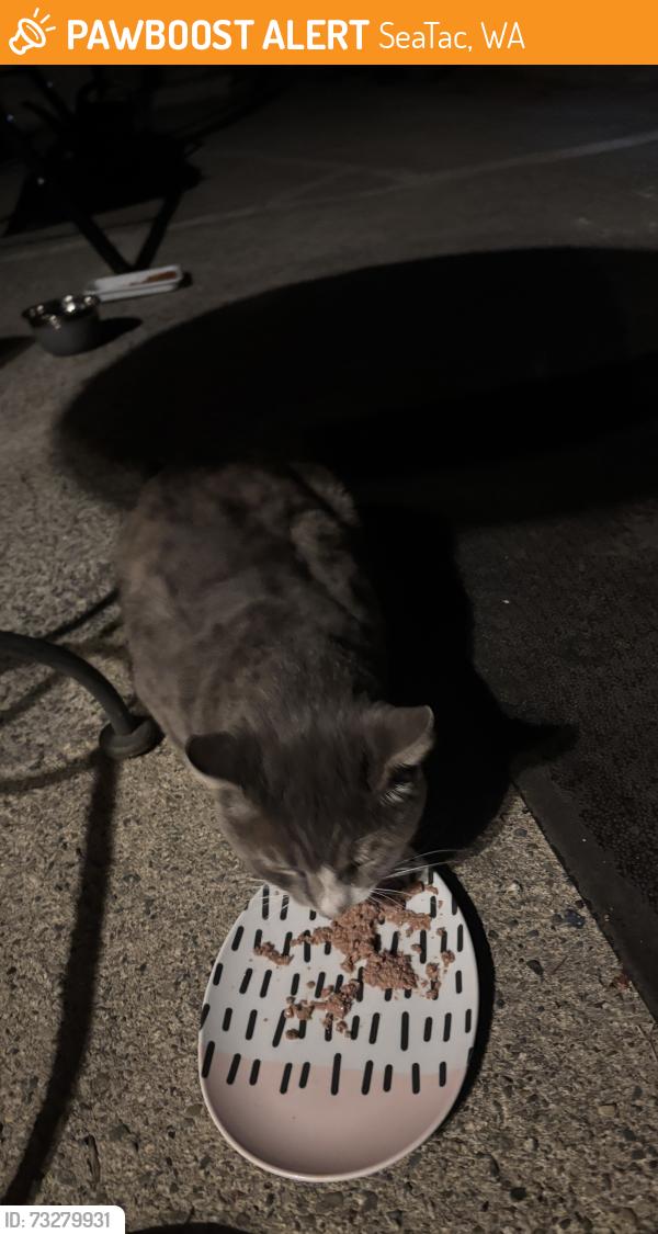 Found/Stray Female Cat last seen 176th and 32nd Street, SeaTac, WA 98188