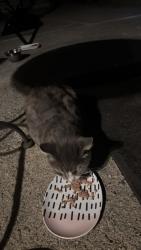 Found/Stray Female Cat last seen 176th and 32nd Street, SeaTac, WA 98188