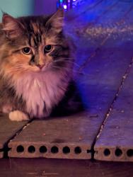 Lost Female Cat last seen Valley View Rd, Asheville, NC 28803