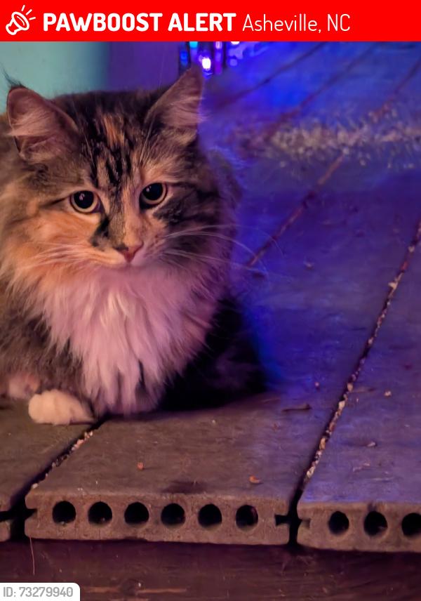 Lost Female Cat last seen Valley View Rd, Asheville, NC 28803
