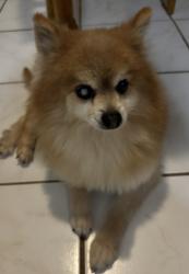 Reunited Male Dog last seen Neuhoff and Forsythe, Dallas, TX 75217