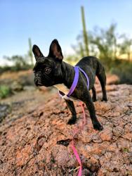 Reunited Female Dog last seen Irvington & Jamaica (near manzanita park), Tucson, AZ 85746
