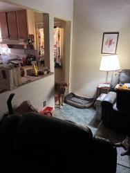 Reunited Male Dog last seen Kartchner vistas Neighborhood by maverick exit 302, Benson, AZ 85602