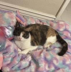 Lost Female Cat last seen Longview, Antioch, CA 94509