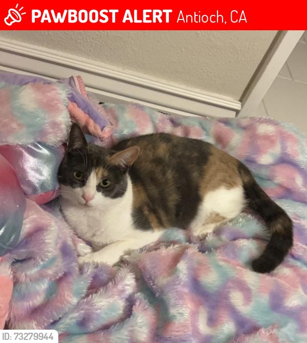 Lost Female Cat last seen Longview, Antioch, CA 94509