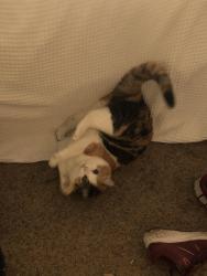 Lost Female Cat last seen Near South and 800 West / Cotton Grove Drive, Brigham City, UT 84302