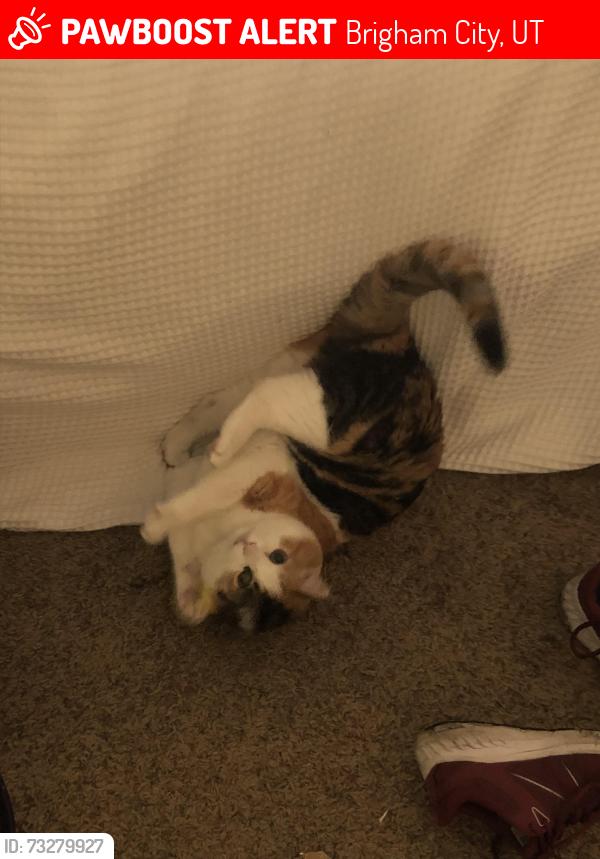 Lost Female Cat last seen Near South and 800 West / Cotton Grove Drive, Brigham City, UT 84302