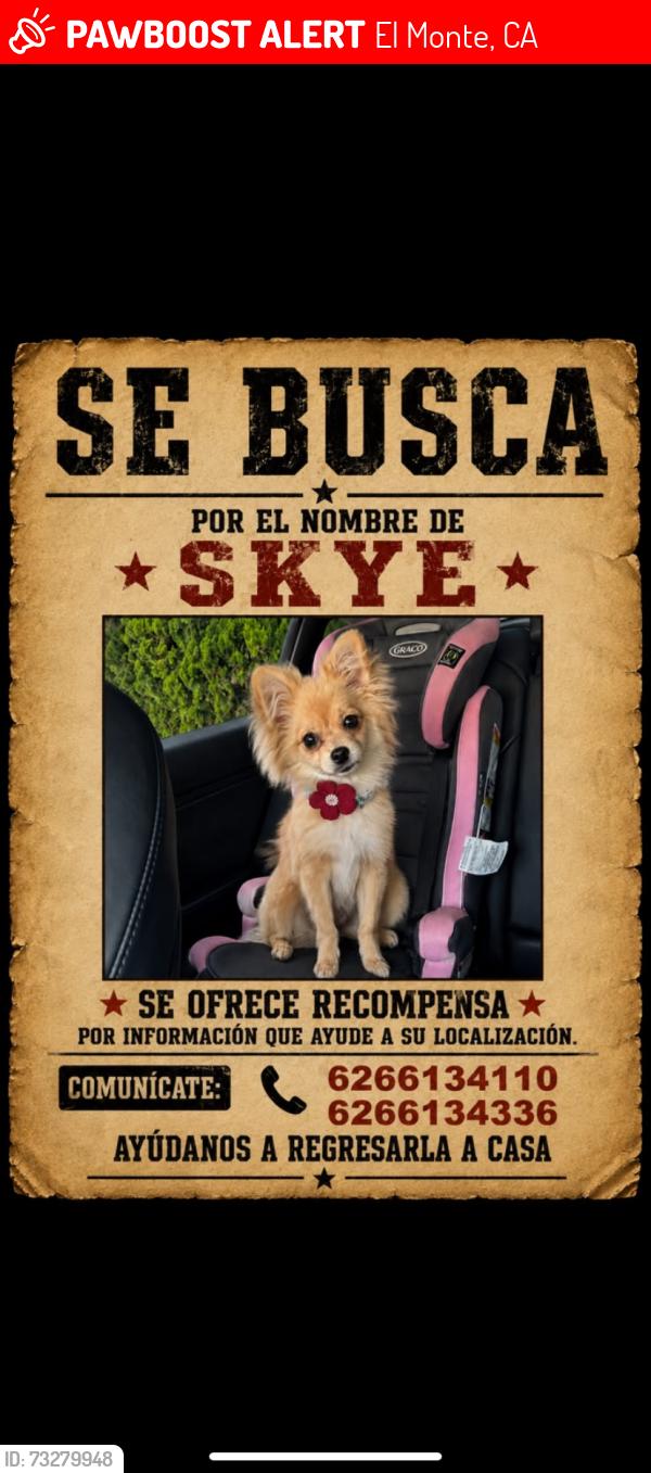 Lost Female Dog last seen Dodson, El Monte, CA 91733