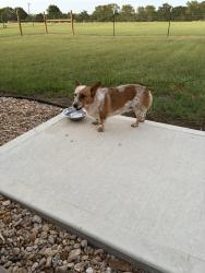 Reunited Female Dog last seen FM 1488 & Mayer Rd, Waller County, TX 77445
