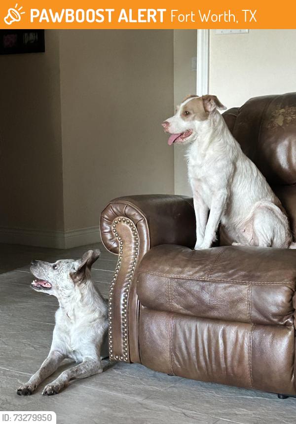 Found/Stray Male Dog last seen Lon Morris Ct and Malaga, Fort Worth, TX 76135
