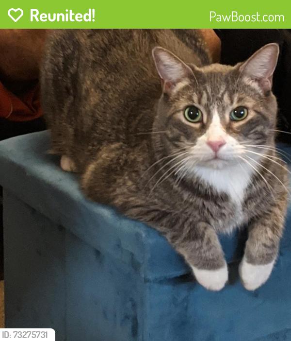 Reunited Male Cat last seen Sequoyah Rd. and Fairway Ave., Oakland, CA 94605