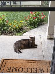 Reunited Male Cat last seen Archdale, Durham, NC 27707