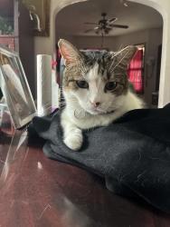Lost Male Cat last seen Kedzie and Hirsch, Chicago, IL 60651