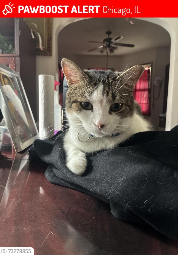 Lost Male Cat last seen Kedzie and Hirsch, Chicago, IL 60651