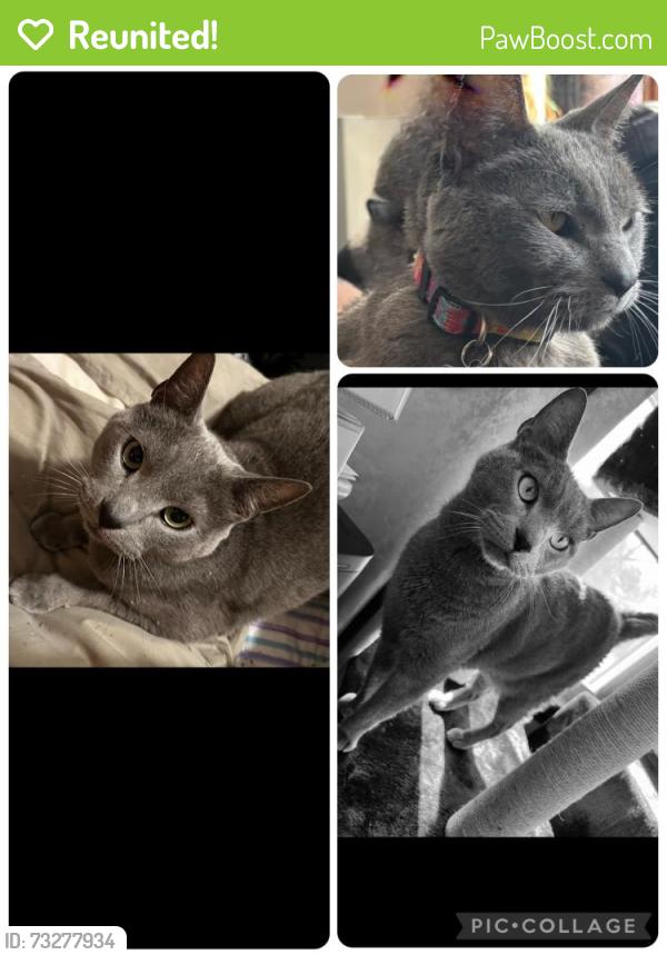 Reunited Male Cat last seen N 6th St, Sheboygan, WI, USA, Sheboygan, WI 53083