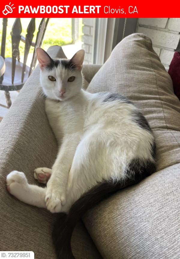 Lost Male Cat last seen Peach and Ashcroft in between Ashlan and Gettysburg, Clovis, CA 93612