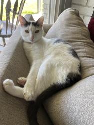 Lost Male Cat last seen Peach and Ashcroft in between Ashlan and Gettysburg, Clovis, CA 93612