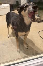 Found/Stray Unknown Dog last seen The landings, Providence Village, TX 76227