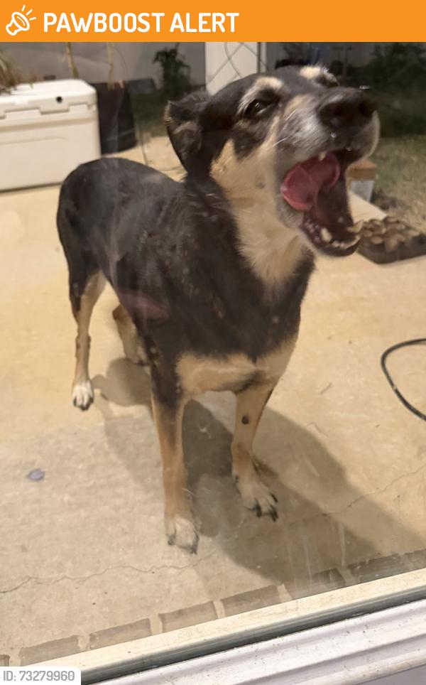 Found/Stray Unknown Dog last seen The landings, Providence Village, TX 76227