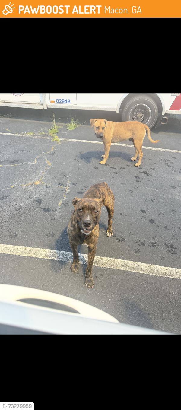 Found/Stray Male Dog last seen Vineville Ave & Holt Ave, Macon, GA 31201