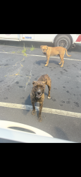 Found/Stray Male Dog last seen Vineville Ave & Holt Ave, Macon, GA 31201