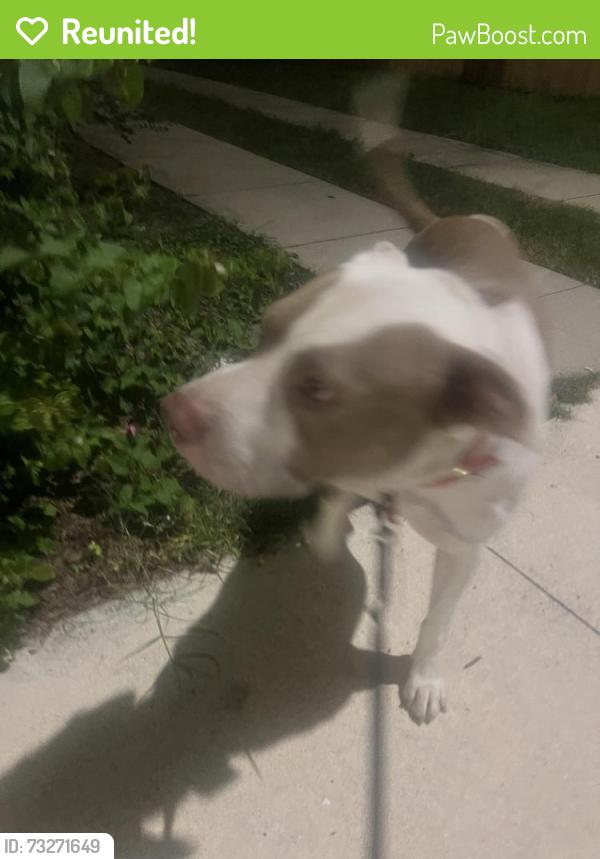 Reunited Male Dog last seen E Columbus by the citgo in ybor, Tampa, FL 33605