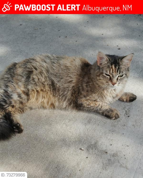 Lost Female Cat last seen Santa Fe village, Albuquerque, NM 87120
