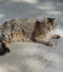Lost Female Cat last seen Santa Fe village, Albuquerque, NM 87120