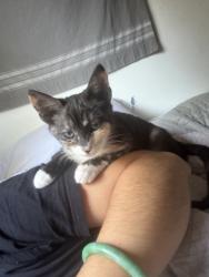 Reunited Female Cat last seen Near Linda Vista Terrace, Los Angeles, CA 90032, USA, Los Angeles, CA 90032