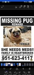 Lost Female Dog last seen Murrieta rd and Craig St, Menifee, CA 92584