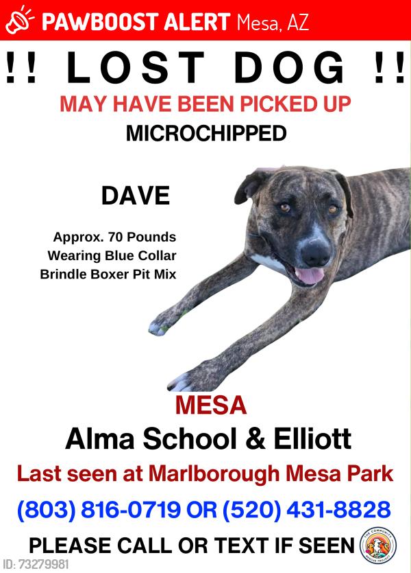 Lost Male Dog last seen Alma School and Pampa, Mesa, AZ 85210