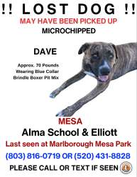 Lost Male Dog last seen Alma School and Pampa, Mesa, AZ 85210
