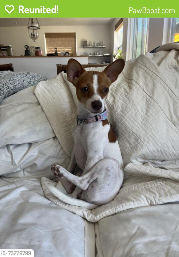 Reunited Female Dog last seen Near Empire Grade, Santa Cruz, CA 95060, USA, Santa Cruz, CA 95060