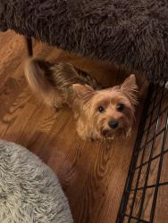 Reunited Male Dog last seen 15th and harvard ave nw, canton, oh, Canton, OH 44703