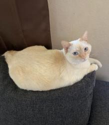 Lost Female Cat last seen Schulte/Corral Hollow, Tracy, CA 95376