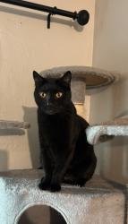 Lost Male Cat last seen starbird circle and Boyston Ave, San Jose, CA 95117