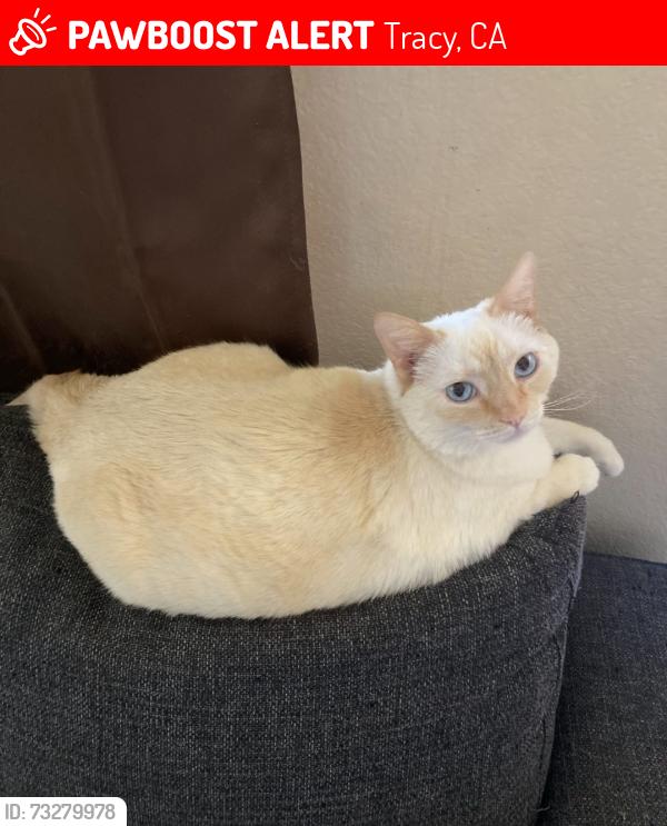 Lost Female Cat last seen Schulte/Corral Hollow, Tracy, CA 95376