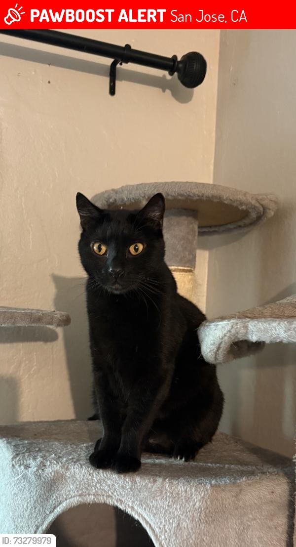 Lost Male Cat last seen starbird circle and Boyston Ave, San Jose, CA 95117