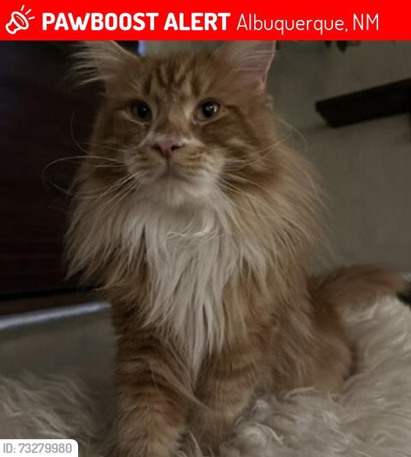 Lost Male Cat last seen North of Griegos and Rio Grande, Albuquerque, NM 87107